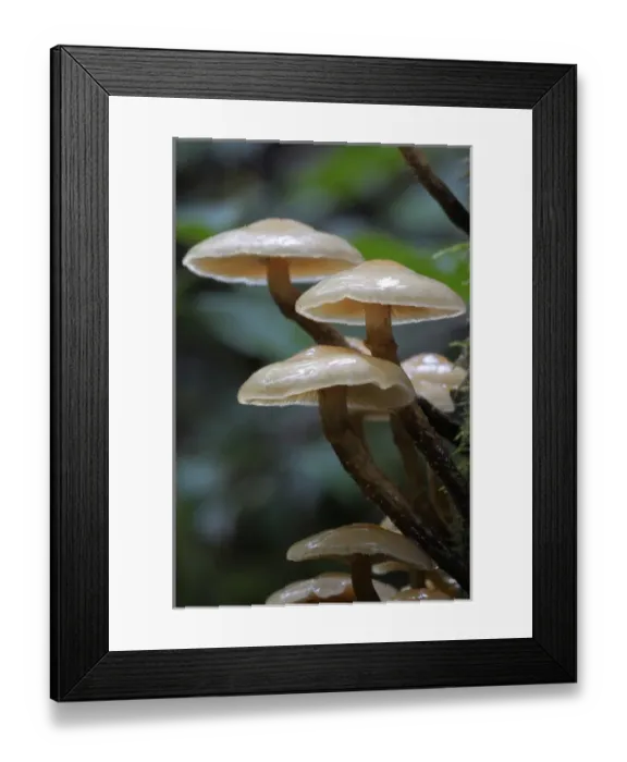 Framed Print : Canada, British Columbia, Vancouver Island. Small brown mushrooms Framed Print : Canada, British Columbia, Vancouver Island. Small brown mushrooms