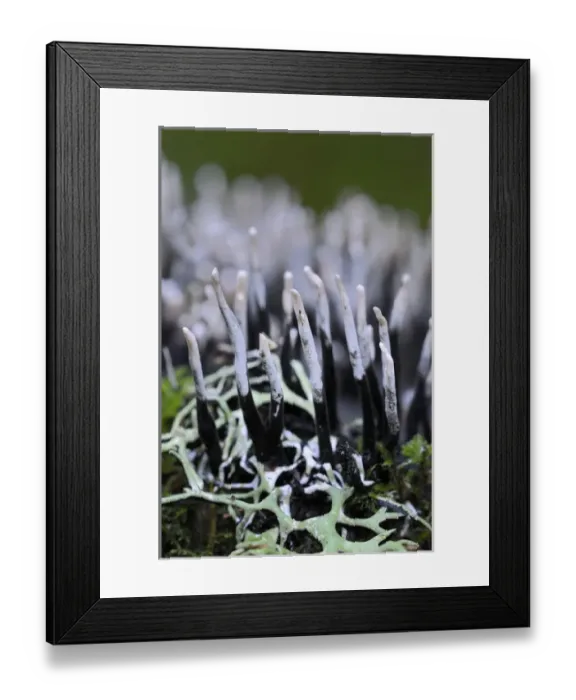 Framed Print : Canada, British Columbia, Vancouver Island. Carbon Antlers (Xylaria hypoxylon) close up Framed Print : Canada, British Columbia, Vancouver Island. Carbon Antlers (Xylaria hypoxylon) close up
