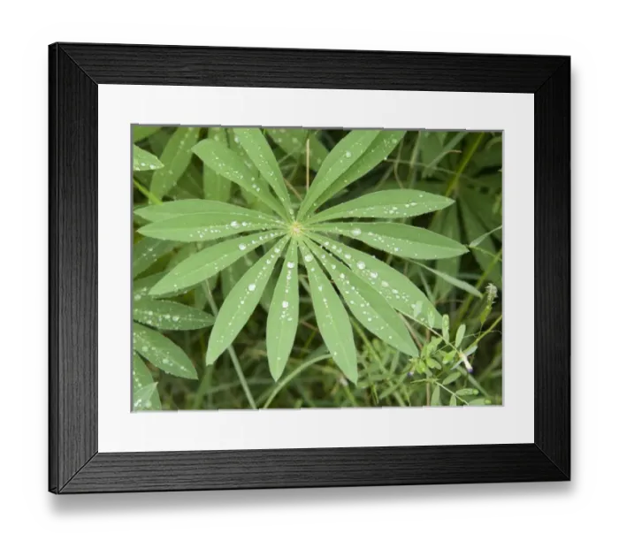 Framed Print : North America, Canada, British Columbia, Vancouver Island. Lupine (Lupinus) leaf Framed Print : North America, Canada, British Columbia, Vancouver Island. Lupine (Lupinus) leaf