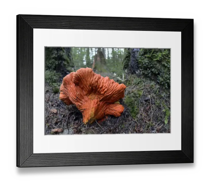 Framed Print : Canada, British Columbia, Vancouver Island Framed Print : Canada, British Columbia, Vancouver Island