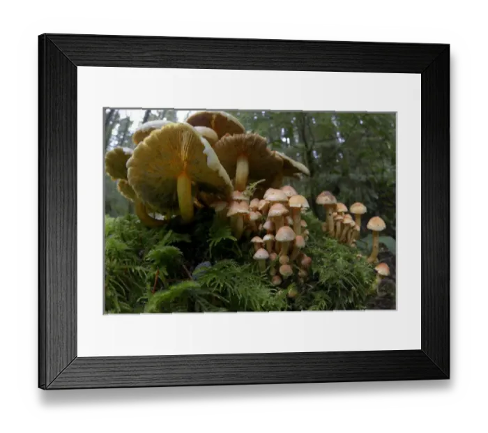 Framed Print : Canada, British Columbia, Vancouver Island Framed Print : Canada, British Columbia, Vancouver Island