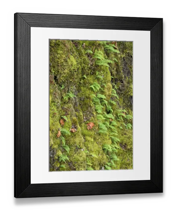 Framed Print : Canada, British Columbia, Vancouver Island. Small ferns and moss on a large tree trunk Framed Print : Canada, British Columbia, Vancouver Island. Small ferns and moss on a large tree trunk