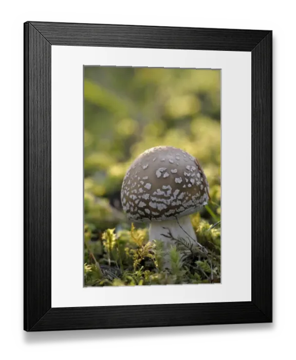 Framed Print : Canada, British Columbia, Vancouver Island. Amanita muscaria mushroom at a young stage