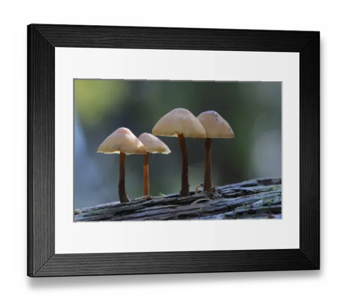 Framed Print : Canada, British Columbia, Vancouver Island Framed Print : Canada, British Columbia, Vancouver Island