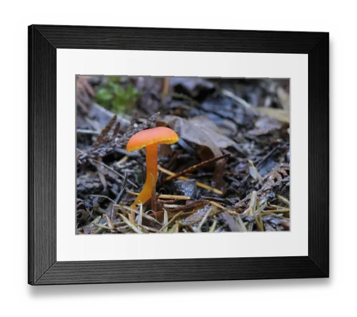 Framed Print : Canada, British Columbia, Vancouver Island. Small orange mushroom coming up through dead leaves