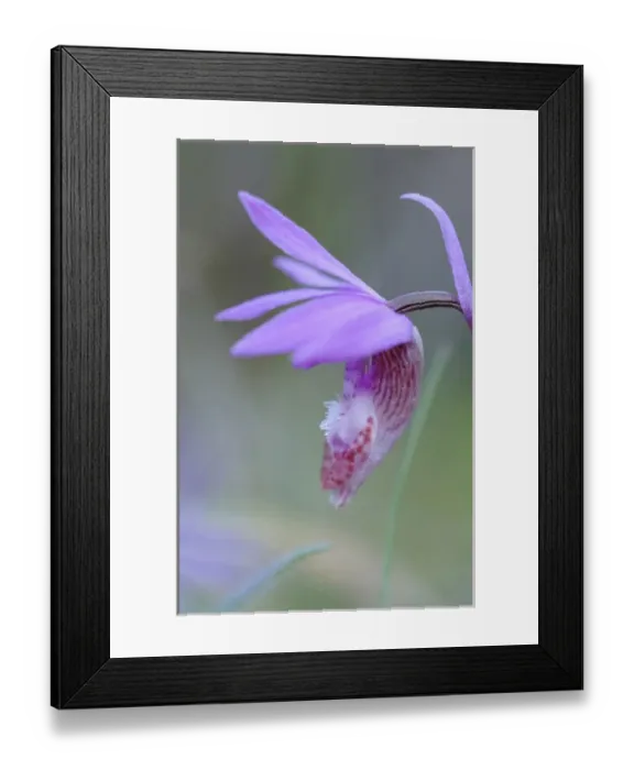 Framed Print : North America, Canada, British Columbia. Calypso Orchid (Calypso bulbosa), Pender Island Framed Print : North America, Canada, British Columbia. Calypso Orchid (Calypso bulbosa), Pender Island