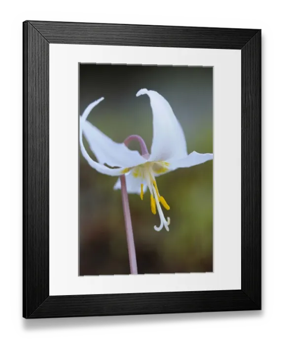 Framed Print : North America, Canada, British Columbia, Vancouver Island. White fawn lily (Erythronium oregonum)
