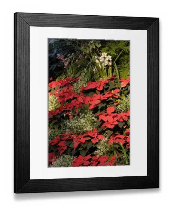 Framed Print : North America, Canada, British Columbia, Victoria