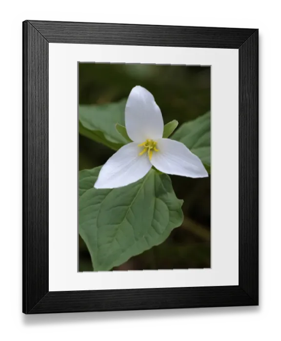 Framed Print : North America, Canada, British Columbia, Vancouver Island Framed Print : North America, Canada, British Columbia, Vancouver Island