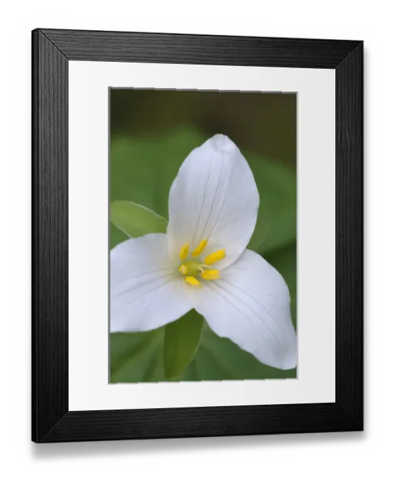 Framed Print : North America, Canada, British Columbia, Vancouver Island Framed Print : North America, Canada, British Columbia, Vancouver Island