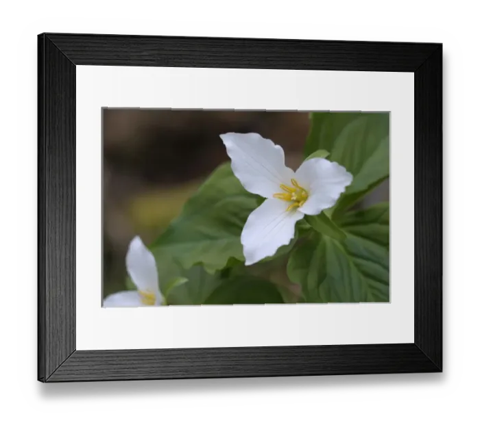 Framed Print : North America, Canada, British Columbia, Vancouver Island Framed Print : North America, Canada, British Columbia, Vancouver Island