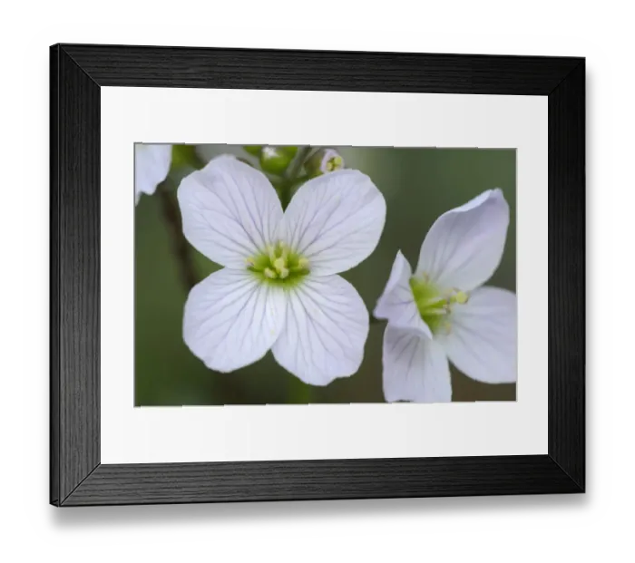 Framed Print : North America, Canada, British Columbia, Vancouver Island Framed Print : North America, Canada, British Columbia, Vancouver Island