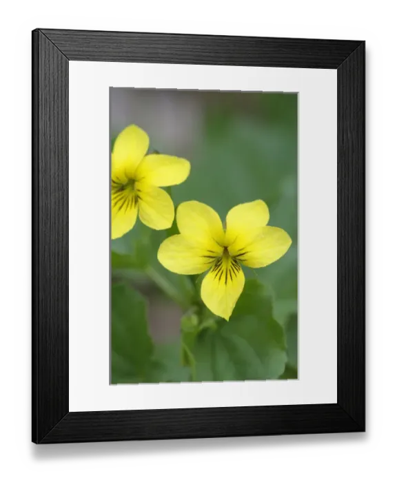Framed Print : North America, Canada, British Columbia, Vancouver Island. Stream Violet (Viola glabella) Framed Print : North America, Canada, British Columbia, Vancouver Island. Stream Violet (Viola glabella)