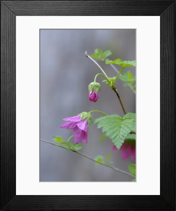 Framed Print : North America, Canada, British Columbia, Vancouver Island Framed Print : North America, Canada, British Columbia, Vancouver Island