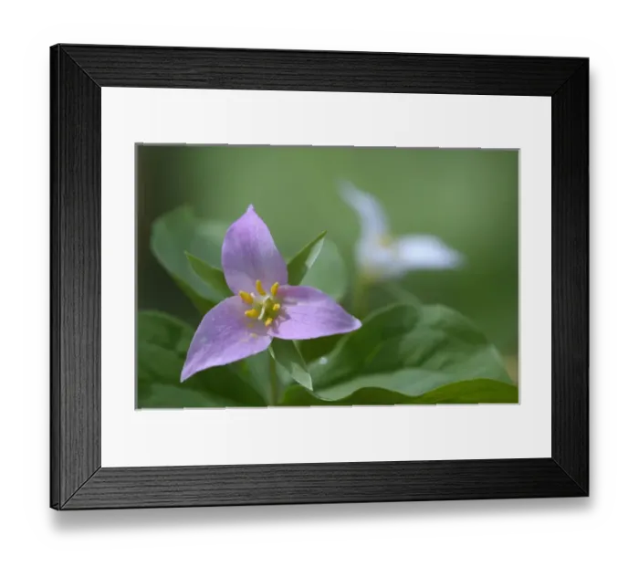 Framed Print : North America, Canada, British Columbia, Vancouver Island Framed Print : North America, Canada, British Columbia, Vancouver Island