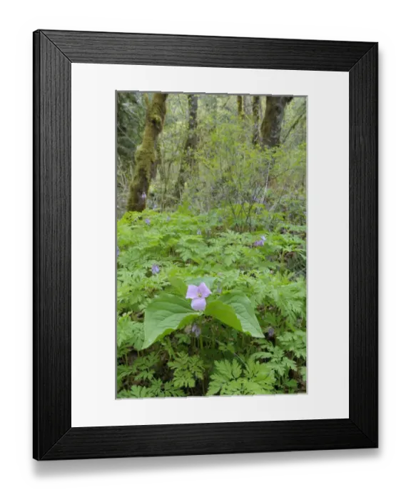 Framed Print : North America, Canada, British Columbia, Vancouver Island Framed Print : North America, Canada, British Columbia, Vancouver Island
