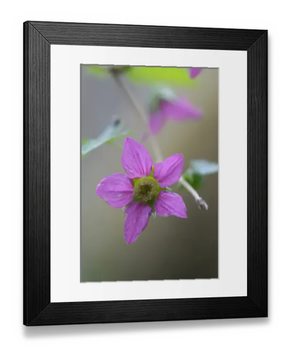Framed Print : North America, Canada, British Columbia, Vancouver Island Framed Print : North America, Canada, British Columbia, Vancouver Island
