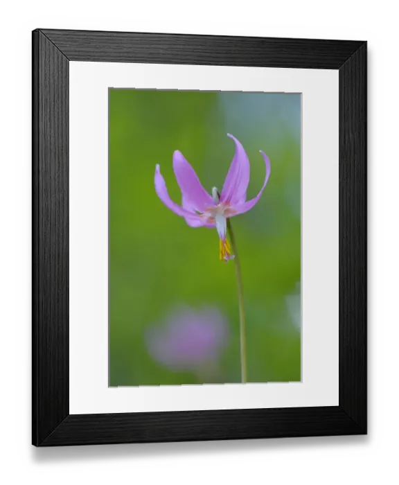 Framed Print : North America, Canada, British Columbia, Vancouver Island