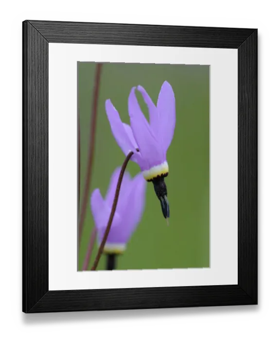 Framed Print : North America, Canada, British Columbia, Vancouver Island. Shooting Star (Dodecatheon pulchellum) Framed Print : North America, Canada, British Columbia, Vancouver Island. Shooting Star (Dodecatheon pulchellum)