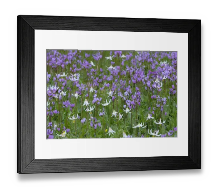 Framed Print : North America, Canada, British Columbia, Vancouver Island
