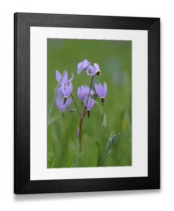 Framed Print : North America, Canada, British Columbia, Vancouver Island. Shooting Star (Dodecatheon pulchellum) Framed Print : North America, Canada, British Columbia, Vancouver Island. Shooting Star (Dodecatheon pulchellum)