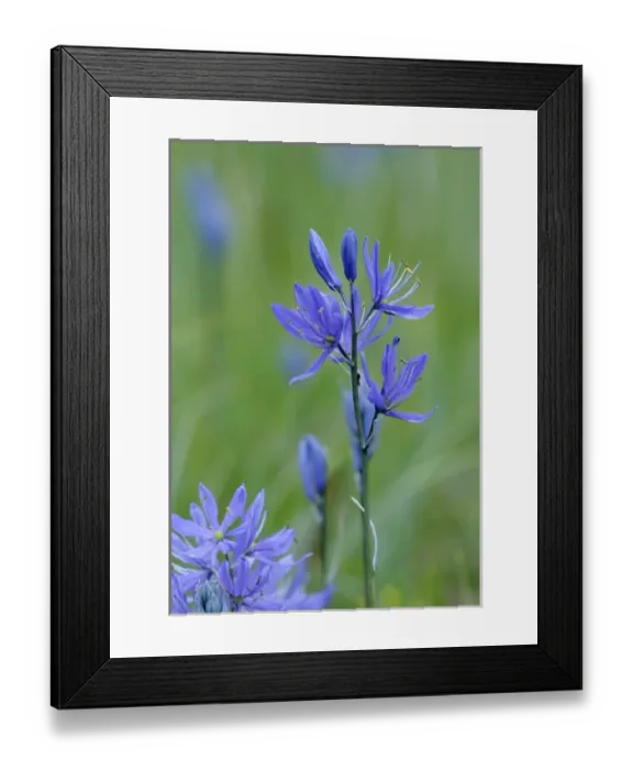 Framed Print : North America, Canada, British Columbia, Vancouver Island Framed Print : North America, Canada, British Columbia, Vancouver Island