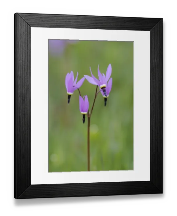 Framed Print : North America, Canada, British Columbia, Vancouver Island. Shooting Star (Dodecatheon pulchellum)