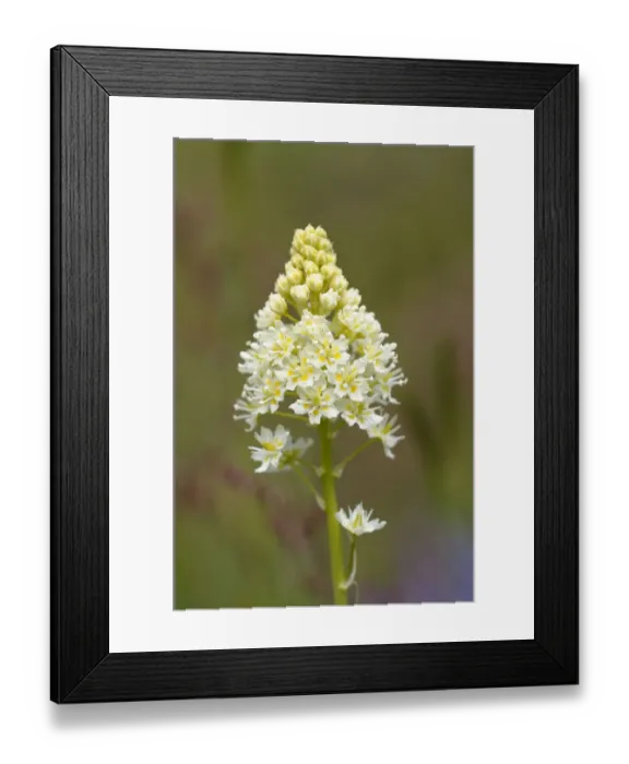Framed Print : North America, Canada, British Columbia, Vancouver Island. Death Camas or Meadow Death camas