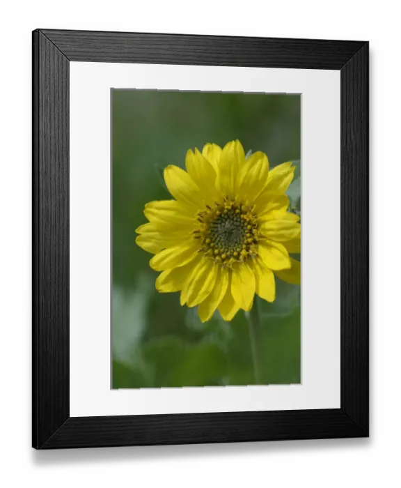 Framed Print : North America, Canada, British Columbia, Vancouver Island