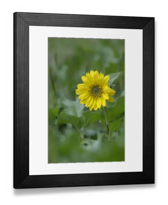 Framed Print : North America, Canada, British Columbia, Vancouver Island