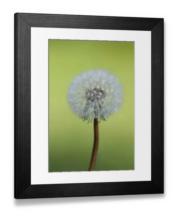 Framed Print : North America, Canada, British Columbia, Vancouver Island. Dandelion Framed Print : North America, Canada, British Columbia, Vancouver Island. Dandelion