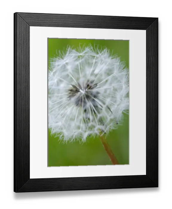 Framed Print : North America, Canada, British Columbia, Vancouver Island. Dandelion