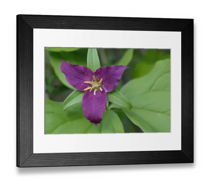 Framed Print : North America, Canada, British Columbia, Vancouver Island Framed Print : North America, Canada, British Columbia, Vancouver Island