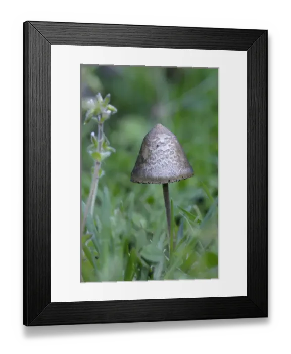 Framed Print : Canada, British Columbia, Vancouver Island. Small mycena mushroom in grass