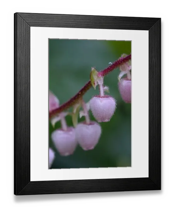 Framed Print : North America, Canada, British Columbia, Vancouver Island. Salal (Gaultheria shallon)