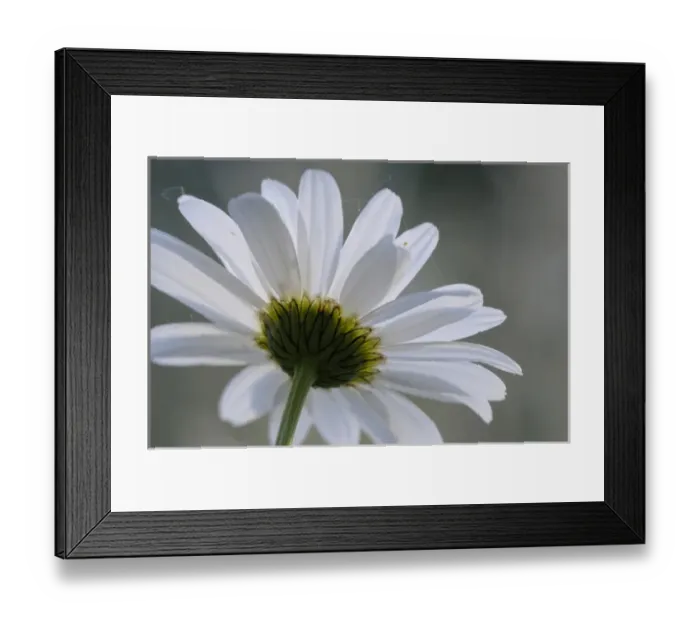 Framed Print : North America, Canada, British Columbia, Vancouver Island. Daisy Framed Print : North America, Canada, British Columbia, Vancouver Island. Daisy