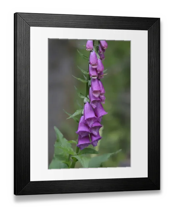 Framed Print : North America, Canada, British Columbia, Vancouver Island. Foxglove (Digitalis purpurea) Framed Print : North America, Canada, British Columbia, Vancouver Island. Foxglove (Digitalis purpurea)