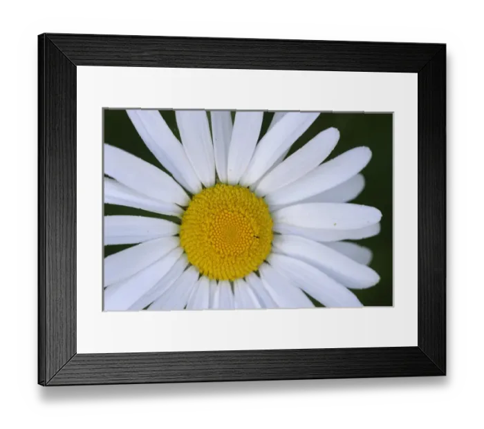 Framed Print : North America, Canada, British Columbia, Vancouver Island. Daisy Framed Print : North America, Canada, British Columbia, Vancouver Island. Daisy