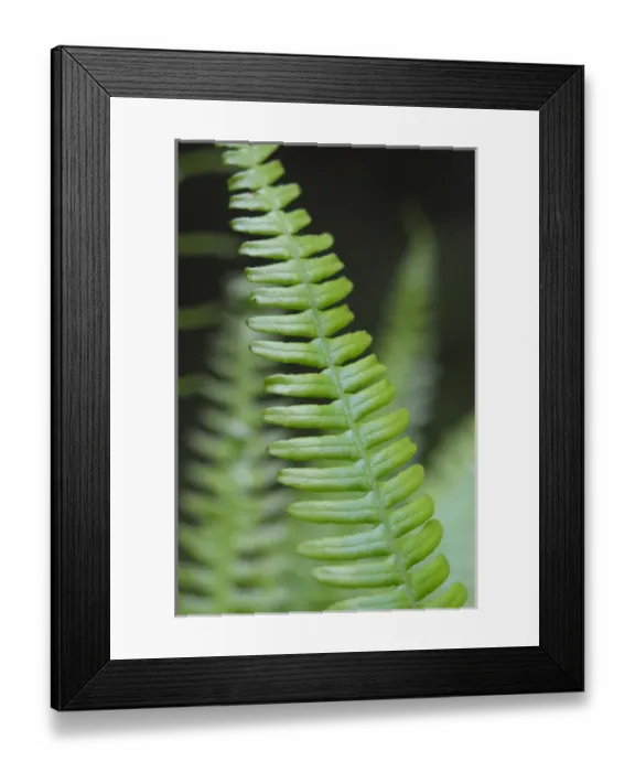 Framed Print : North America, Canada, British Columbia. Western sword fern (Polystichum munitum) Framed Print : North America, Canada, British Columbia. Western sword fern (Polystichum munitum)