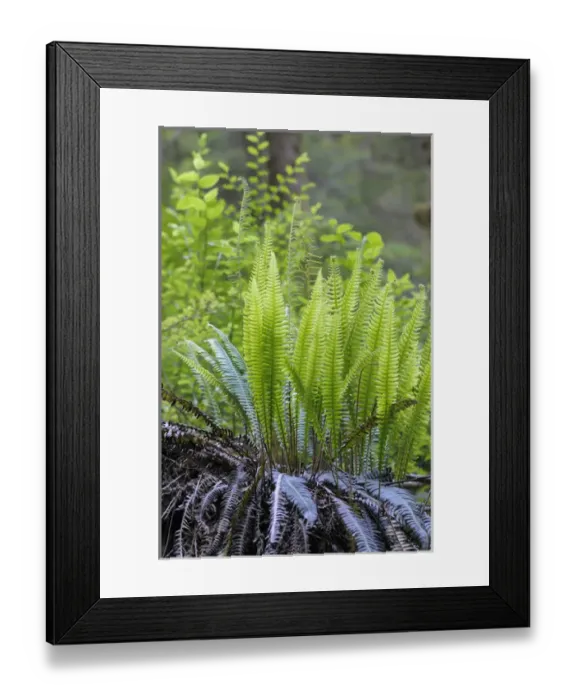 Framed Print : North America, Canada, British Columbia. Western sword fern (Polystichum munitum) Framed Print : North America, Canada, British Columbia. Western sword fern (Polystichum munitum)
