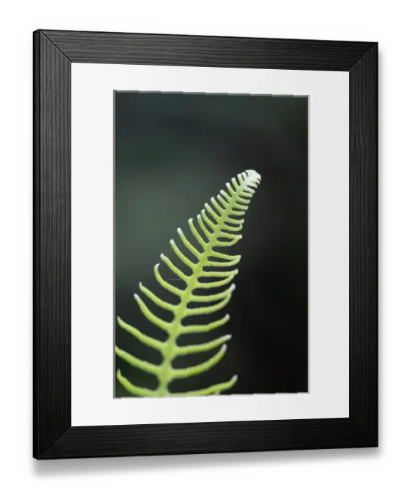 Framed Print : North America, Canada, British Columbia. Western sword fern (Polystichum munitum) Framed Print : North America, Canada, British Columbia. Western sword fern (Polystichum munitum)