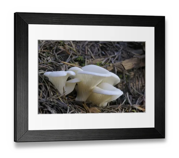 Framed Print : Canada, British Columbia, Vancouver Island Framed Print : Canada, British Columbia, Vancouver Island