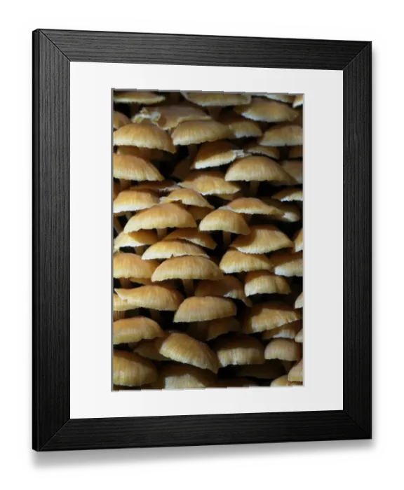 Framed Print : Canada, British Columbia, Vancouver Island Framed Print : Canada, British Columbia, Vancouver Island