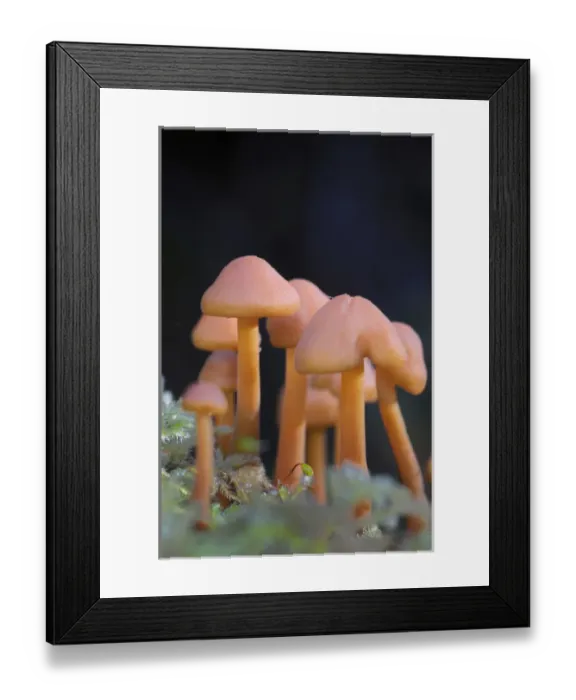 Framed Print : Canada, British Columbia, Vancouver Island. Small orange mushrooms close up photo Framed Print : Canada, British Columbia, Vancouver Island. Small orange mushrooms close up photo