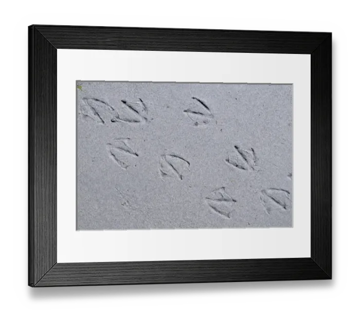 Framed Print : North America, Canada, British Columbia, Sidney Island. Gull footprints in the sand Framed Print : North America, Canada, British Columbia, Sidney Island. Gull footprints in the sand