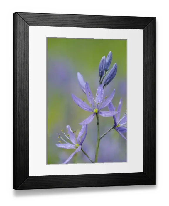 Framed Print : North America, Canada, British Columbia, Vancouver Island Framed Print : North America, Canada, British Columbia, Vancouver Island