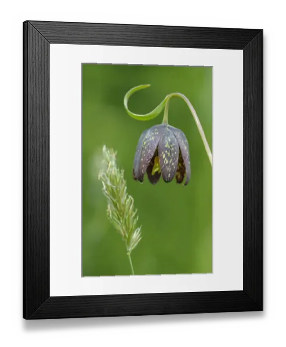 Framed Print : North America, Canada, British Columbia, Vancouver Island Framed Print : North America, Canada, British Columbia, Vancouver Island