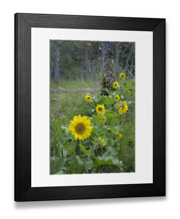 Framed Print : North America, Canada, British Columbia, Vancouver Island Framed Print : North America, Canada, British Columbia, Vancouver Island