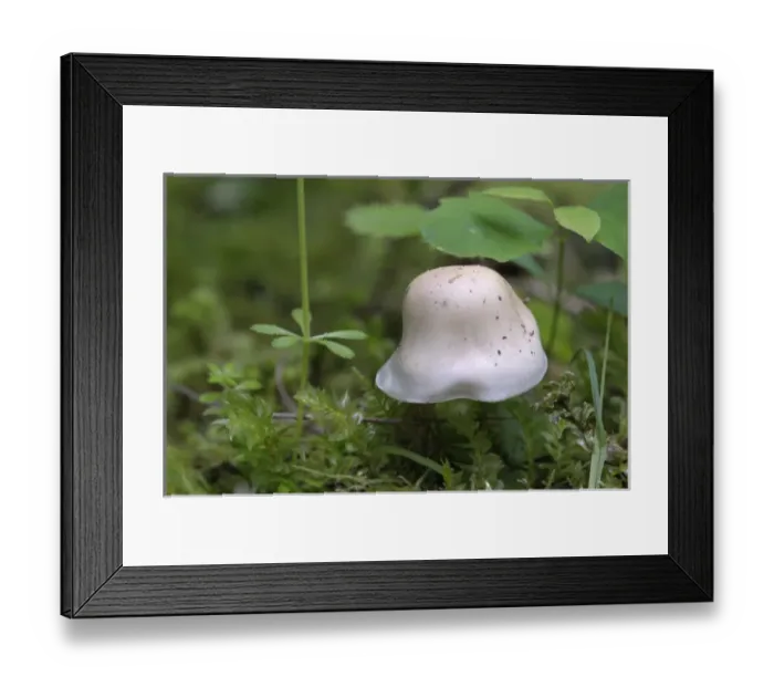 Framed Print : Canada, British Columbia, Vancouver Island. White capped mushroom in moss Framed Print : Canada, British Columbia, Vancouver Island. White capped mushroom in moss