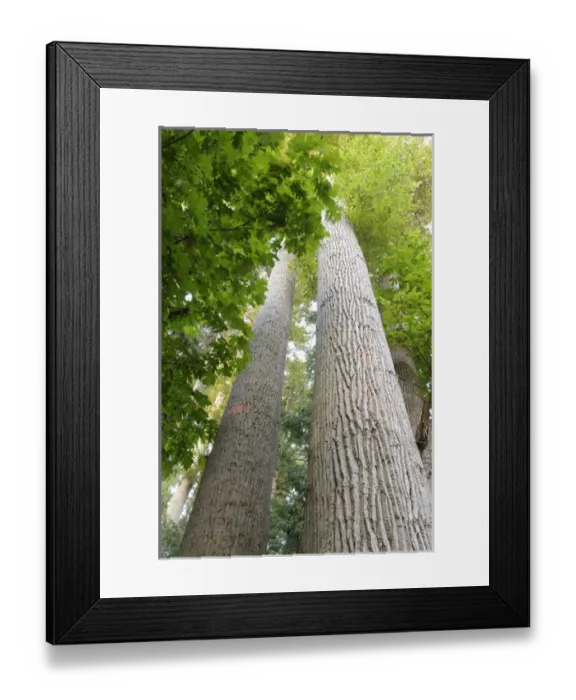 Framed Print : North America, Canada, British Columbia, Sidney Island Framed Print : North America, Canada, British Columbia, Sidney Island